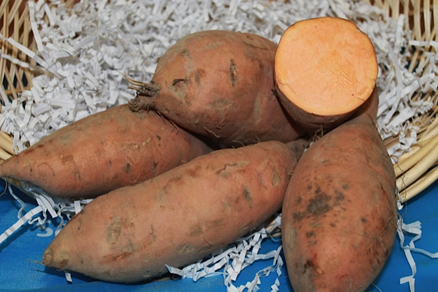 Bunch Porto Rico Sweet Potato 6 Slips Bunch Porto Rico Sweet Potato 6 Slips